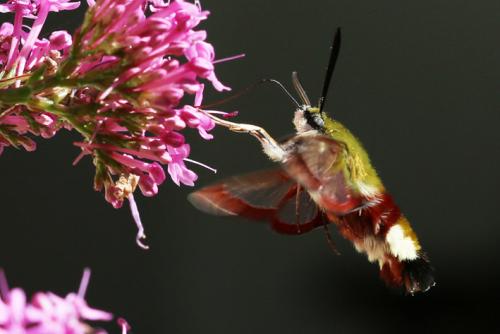 Réf. 257 236 : Hemaris fuciformis